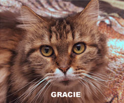 Gracie